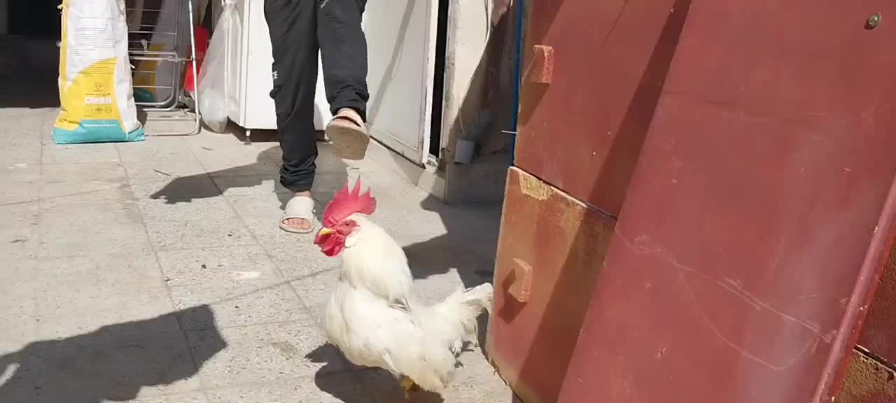 خروس سفید|حیوانات مزرعه|شهر ری, دولت‌آباد|دیوار