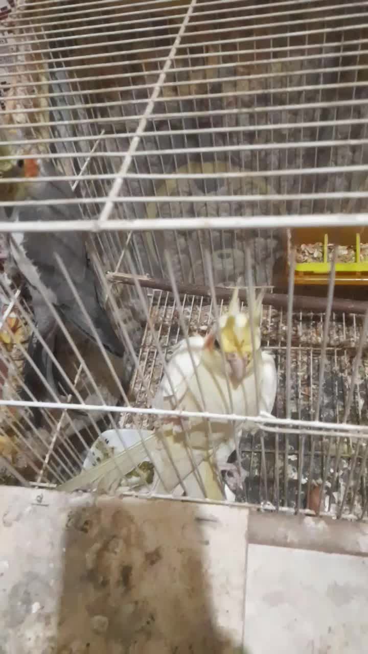 سلام یه جفت عروس بادوتا جوجه|پرنده|مشهد, کشف|دیوار