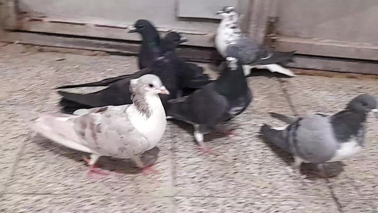 کفتر دمگیر پر دم دار|پرنده|برخوار, |دیوار