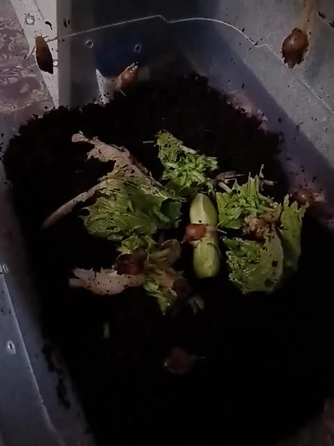 حلزون|خزنده|یزد, |دیوار