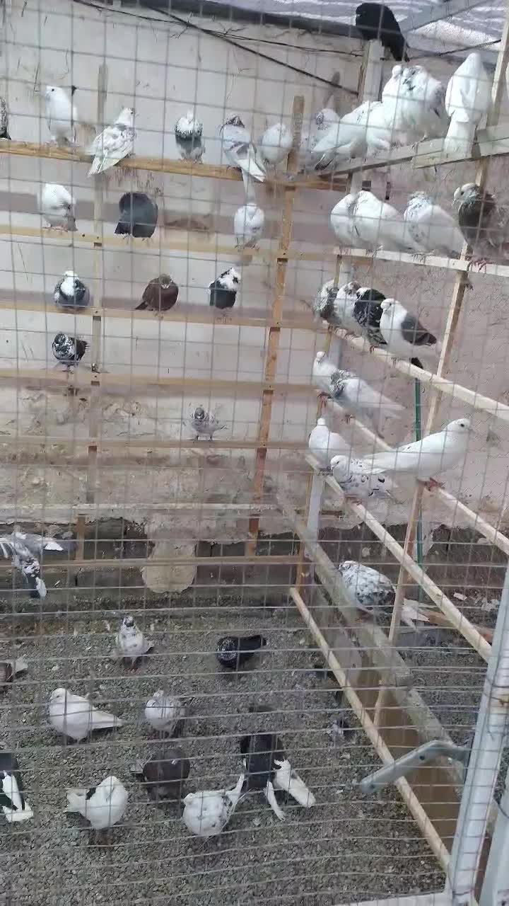 کبوتر یا کفتر فروشی|پرنده|محمدشهر, محمدشهر|دیوار