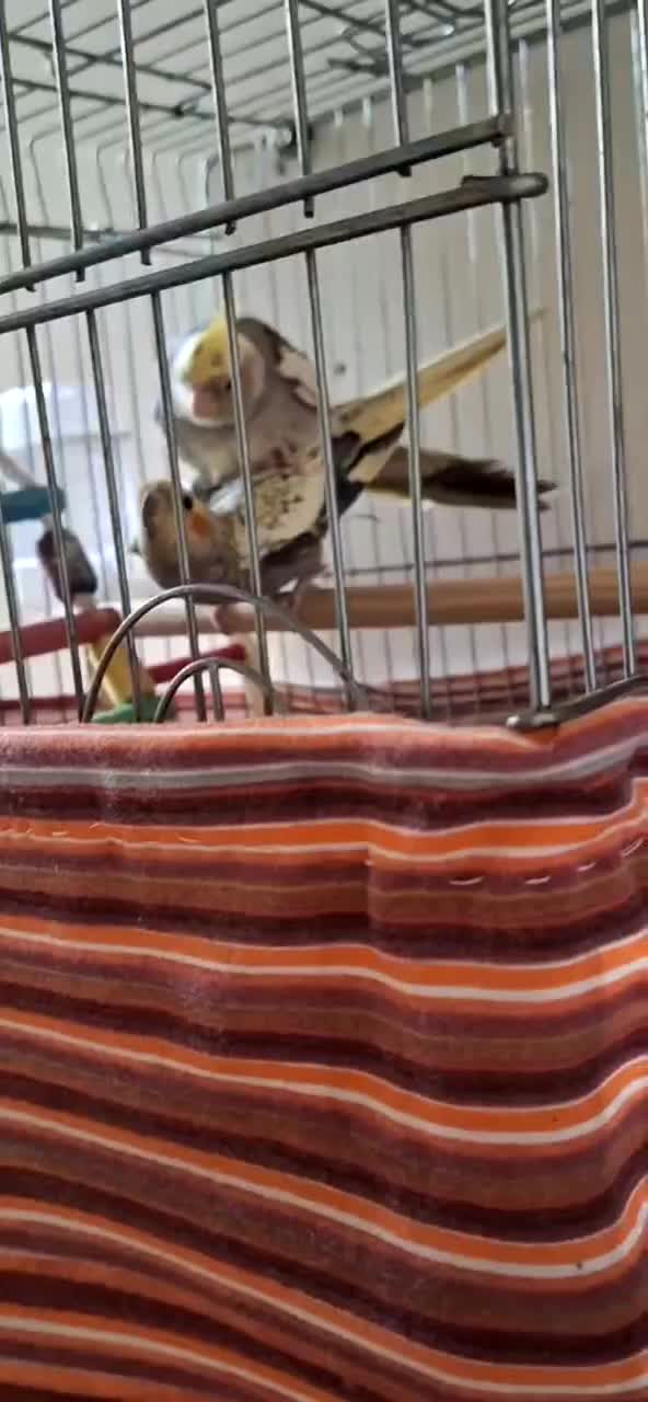 مولد جفت گیری کردن ۲ تا جوجه عروس هلندی|پرنده|تهران, جوادیه تهرانپارس|دیوار