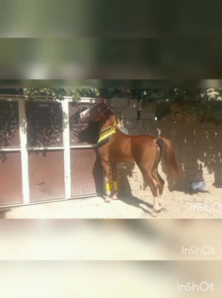 اسب نریان سه سال دوسر شجره|اسب و تجهیزات اسبسواری|شیراز, سلطان آباد|دیوار