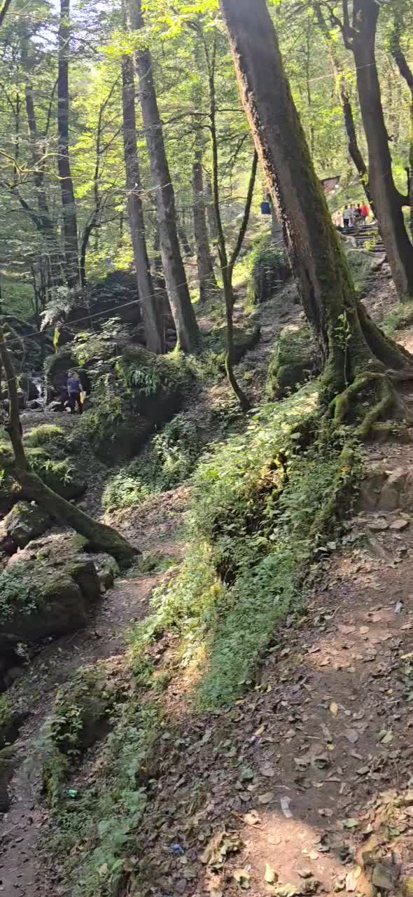 چوب|خدمات باغبانی و درختکاری|کوهنانی, |دیوار