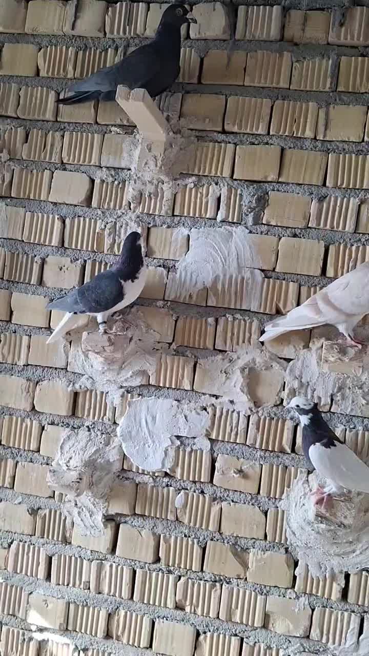 پرنده|پرنده|مرودشت, کناره|دیوار