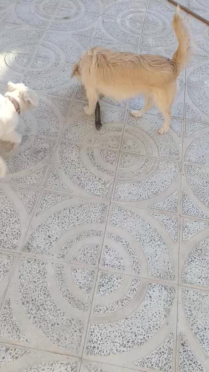 فروش سه عدد سگ آشپیتز قیمت ۴ میلیون|سگ|جهرم, |دیوار