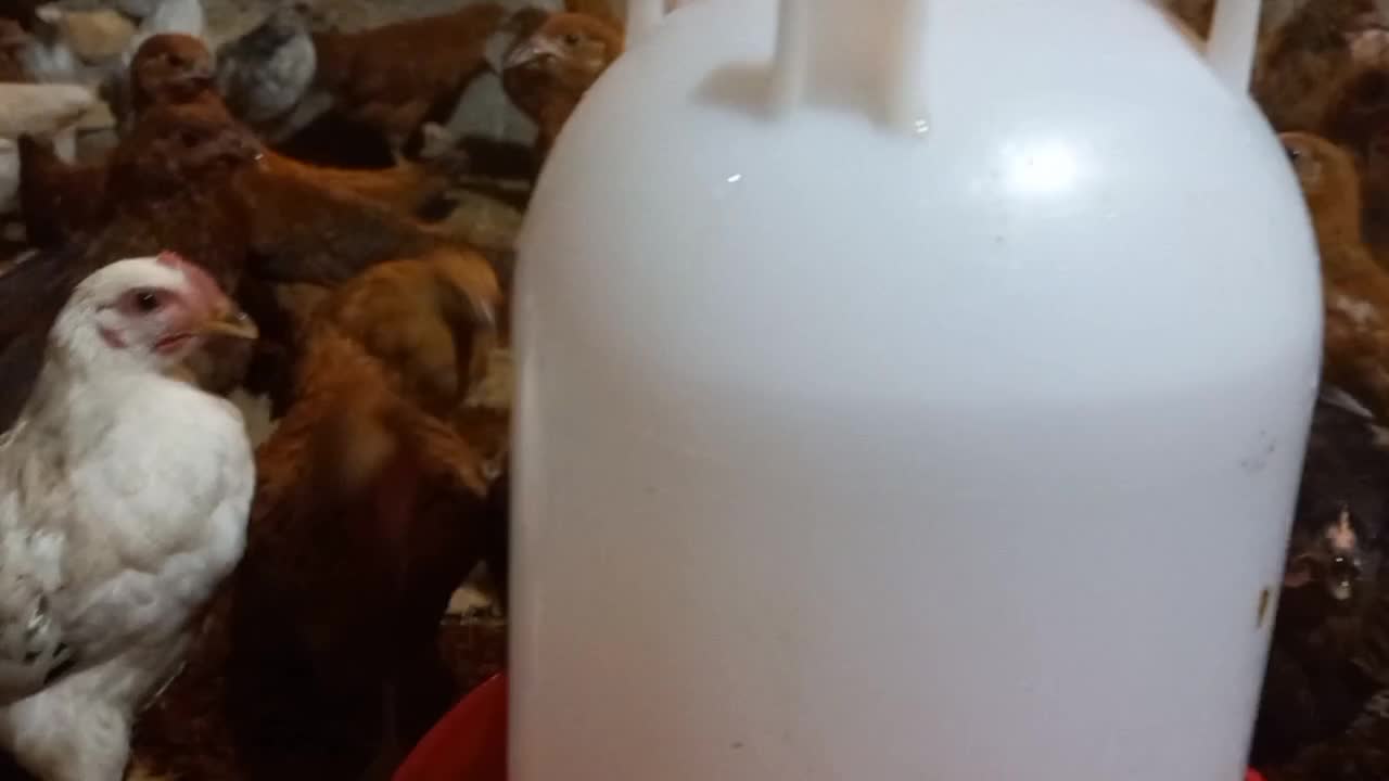 بلدرچین ،بوقلمون، اردک، جوجه مرغ و خروس 70 روزه|حیوانات مزرعه|اصفهان, شیخ اشراق|دیوار