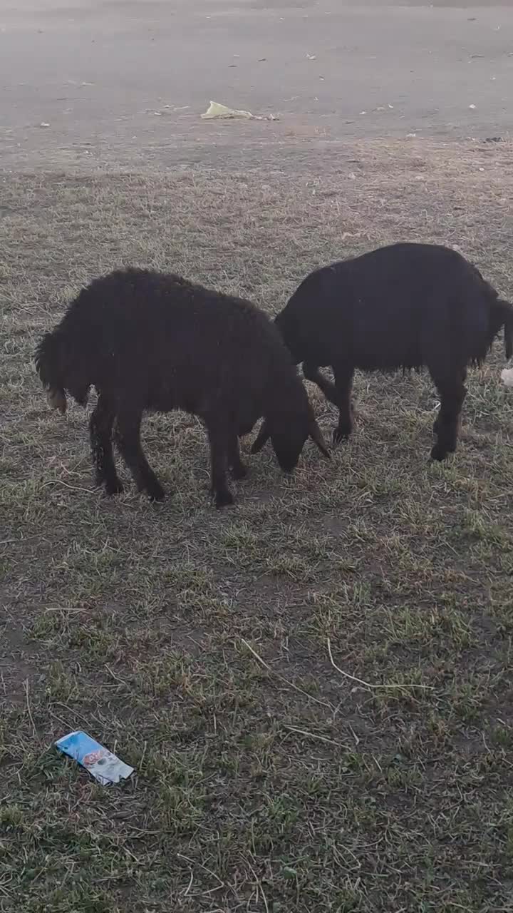 فروش بره قزل افشاری|حیوانات مزرعه|لالجین, |دیوار