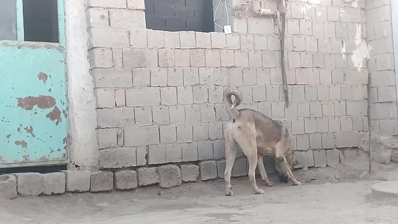 سیمه توله 10 ماهه|سگ|بوکان, |دیوار