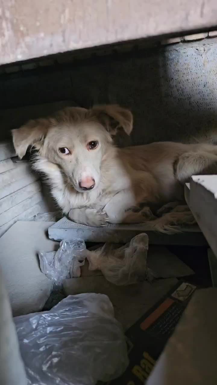 سگ پیدا شده واگذاری فوری به سرپرست خوب|حیوانات|مشهد, رباط طرق|دیوار