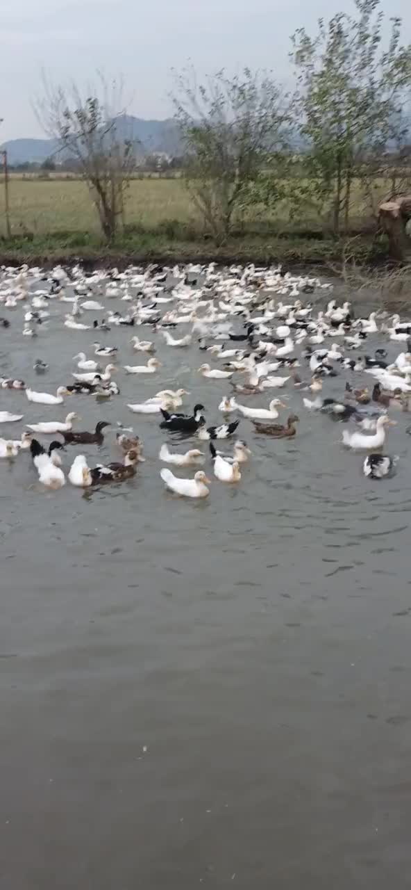 اردک|حیوانات مزرعه|آستارا, |دیوار