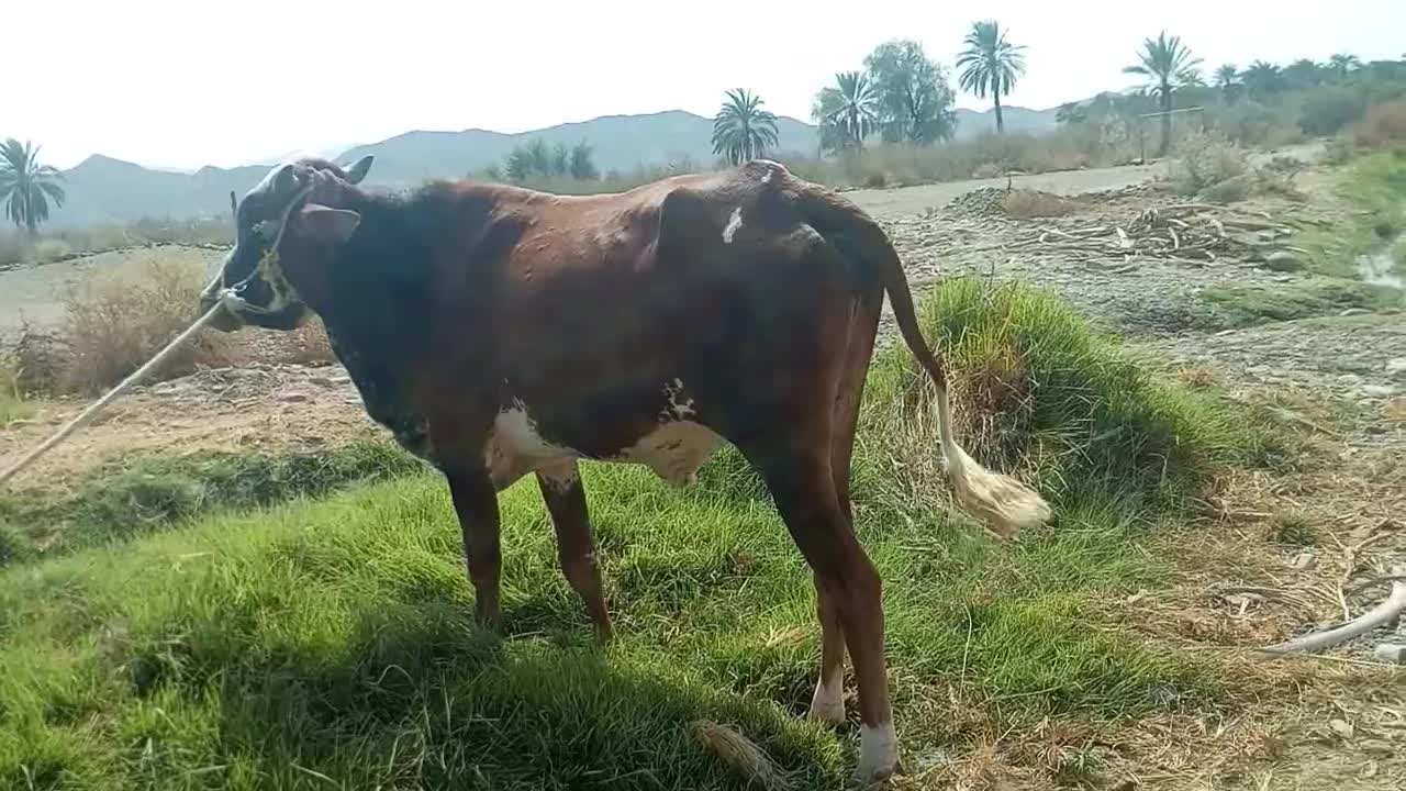 فروش فوری دوستان باقیمت مناسب وارسال هم دارم|حیوانات مزرعه|طارم, |دیوار