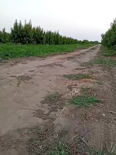 خربزه|خوردنی و آشامیدنی|پارسآباد, |دیوار