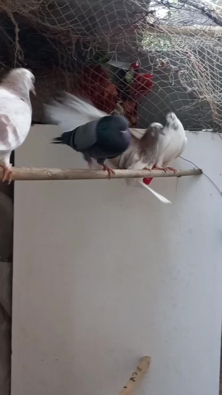 کبوتر ماده کله دم سبز|پرنده|رشت, فرزانه|دیوار