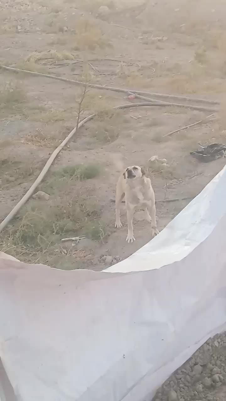 سرابی‌ماده|سگ|شبستر, |دیوار