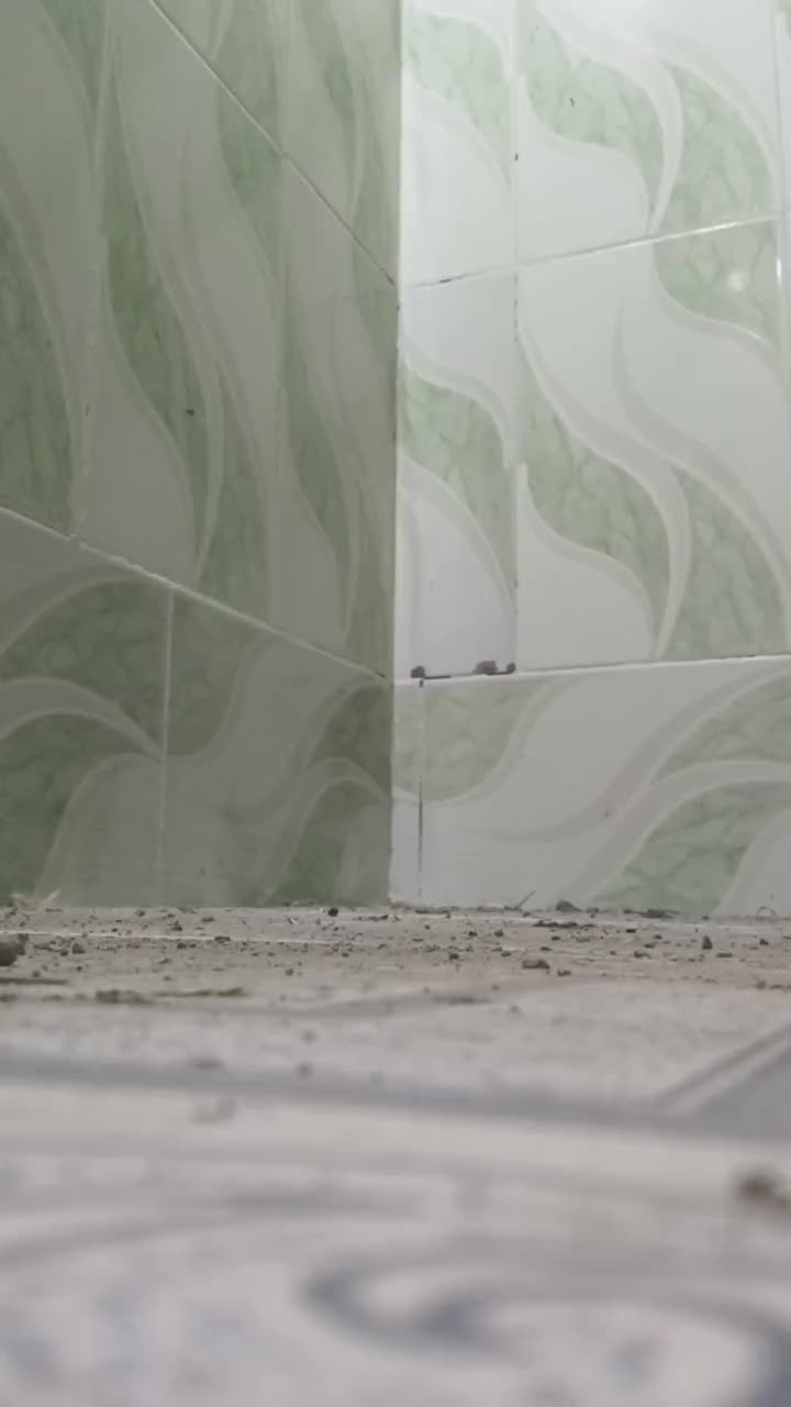 سرخ دمسفید|پرنده|حمیدیه, |دیوار