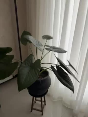 گل و گیاه|گل و گیاه طبیعی|شاهینشهر, طالقانی|دیوار