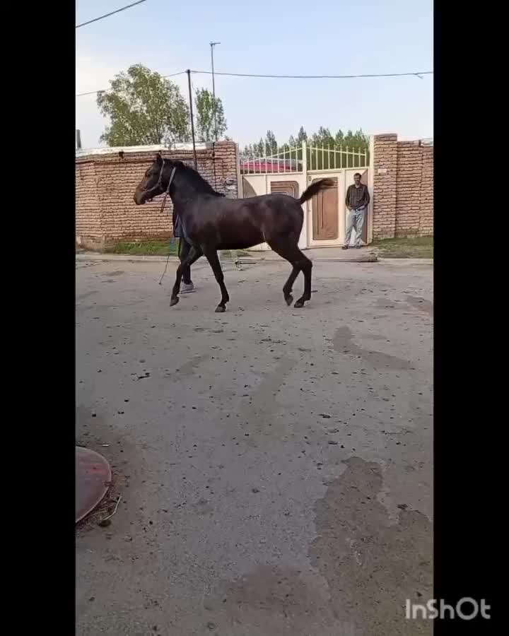 کره|اسب و تجهیزات اسب‌سواری|اردبیل, |دیوار