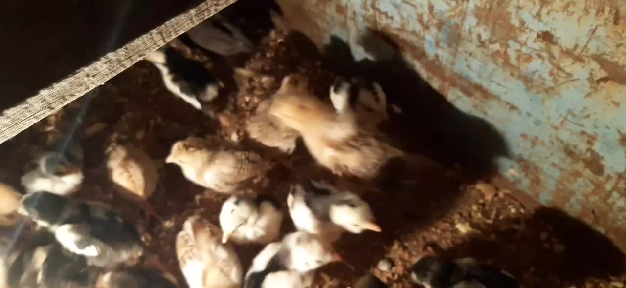 جوجه مرغ گلین|حیوانات مزرعه|بیرجند, |دیوار