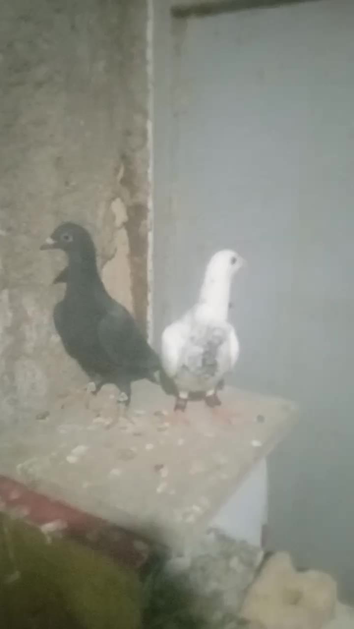 سوسکی بزک|پرنده|تربت‌حیدریه, حاجی یار‎|دیوار