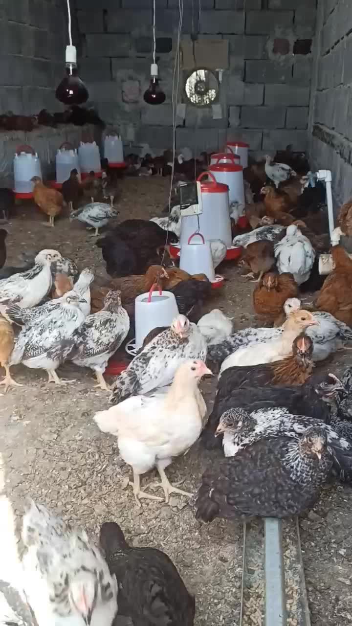 جوجه|حیوانات مزرعه|شمیل, |دیوار