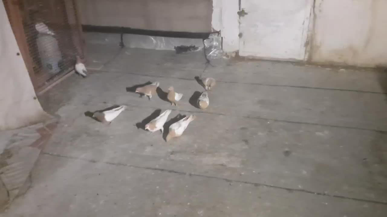 کبوترماده|حیوانات|شیراز, عادل آباد|دیوار