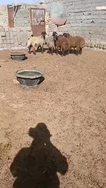 ۶عدد بره قوچی ۱۰ ماه فقد سرپایی بیا نگاه کن|حیوانات مزرعه|مشهد, شهرک شهید باهنر|دیوار