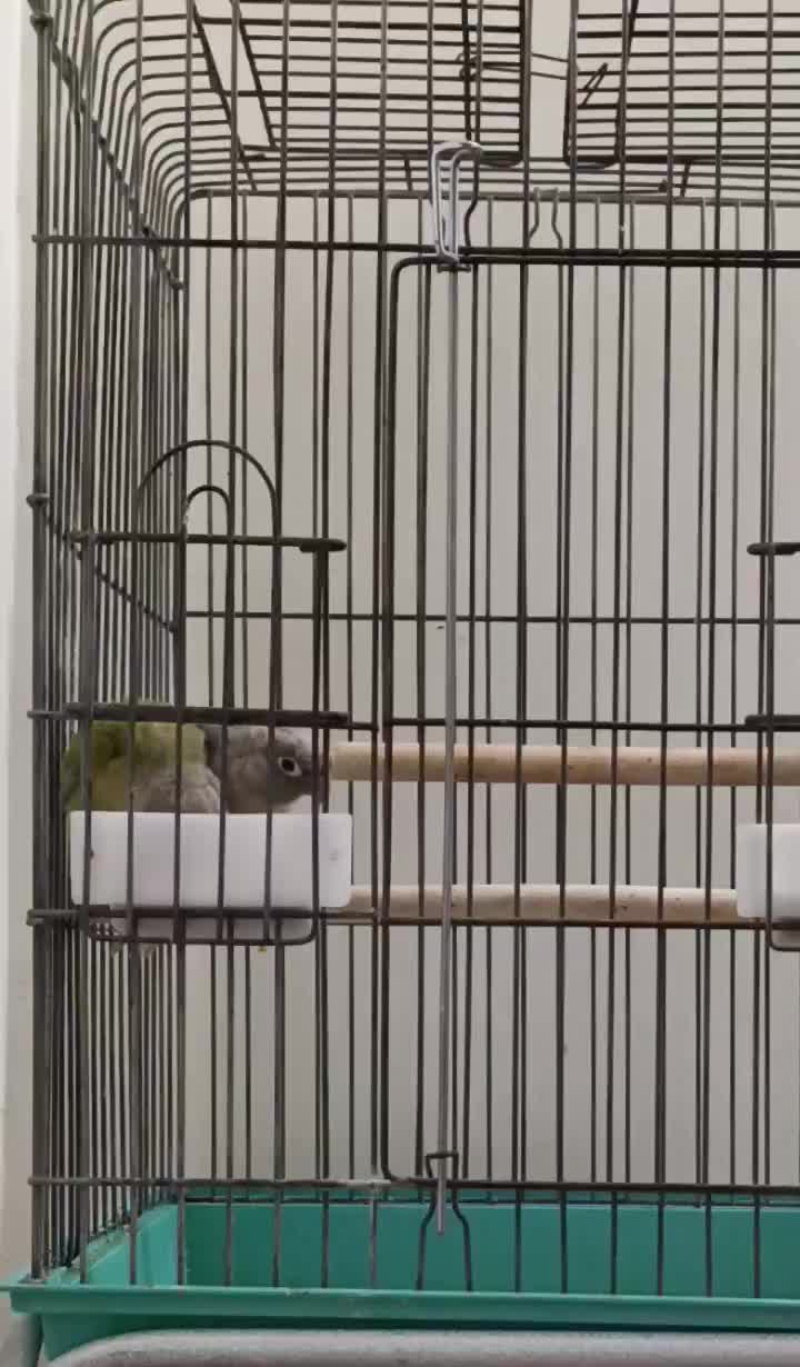 گرینچیک|پرنده|کرج, حسن آباد|دیوار