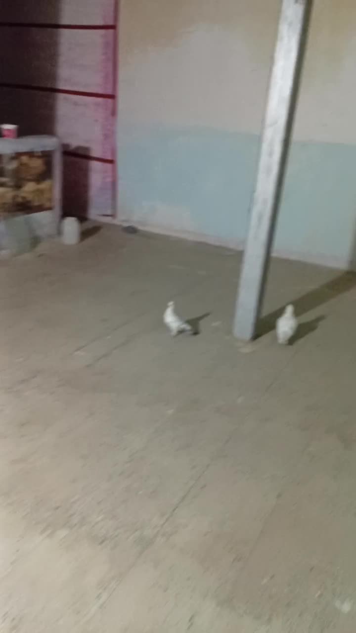 کفتر کبوتر|پرنده|نورآباد, |دیوار