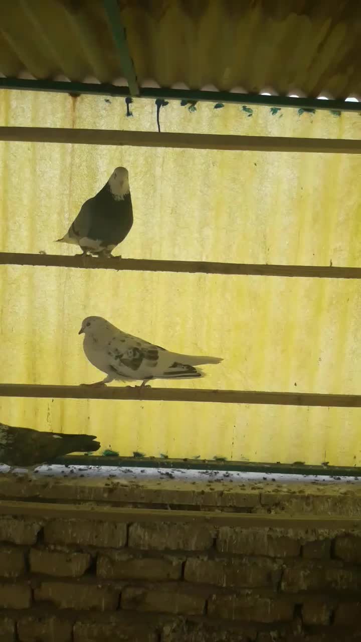 کفتر .|پرنده|پاکدشت, پاکدشت (مامازند)|دیوار