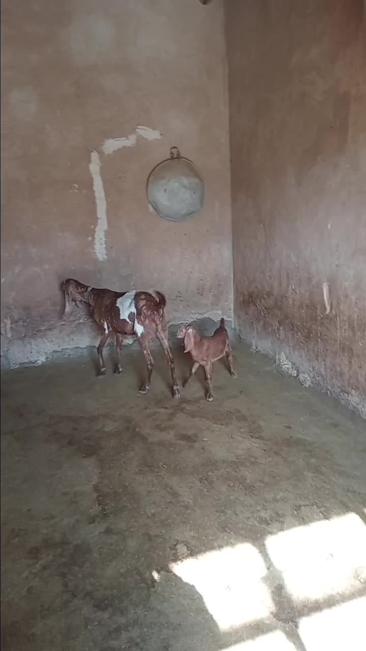 بزوبزغاله خارجی بدون شاخ|حیوانات مزرعه|بیرانوند, |دیوار