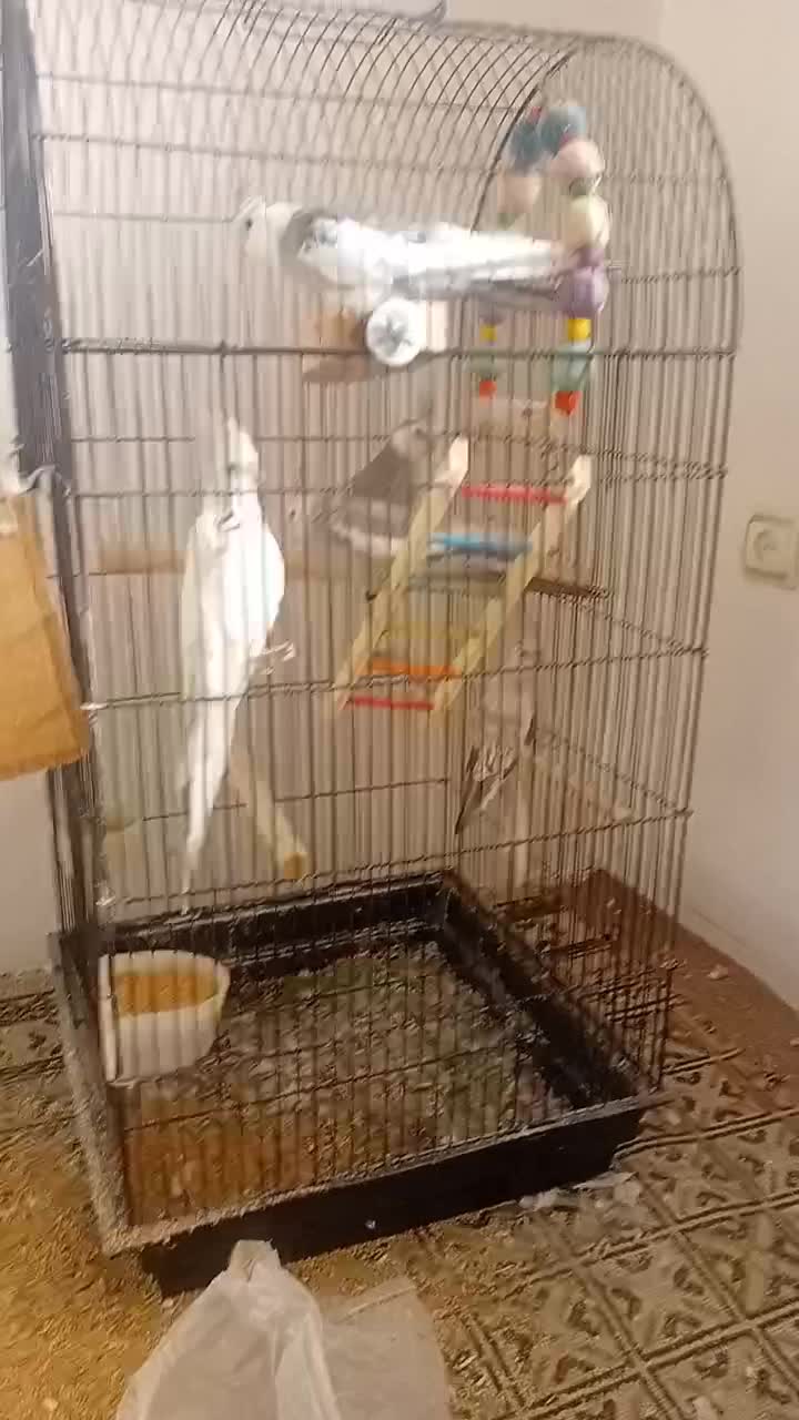 اردک اسراییلی    عروس هلندی|پرنده|تنکابن, |دیوار