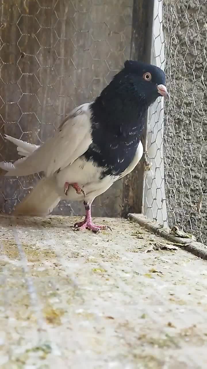 کله سیاه نر|پرنده|لنجان, |دیوار