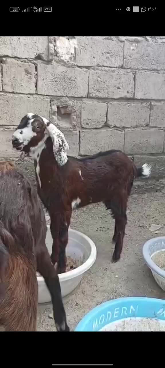 گوسفندفروشی |حیوانات مزرعه|سیب و سوران, |دیوار