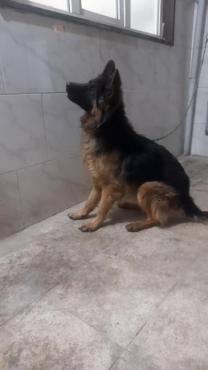 ژرمن بالغ شولاین بلک و دورنگ اصل|سگ|ورامین, ورامین|دیوار