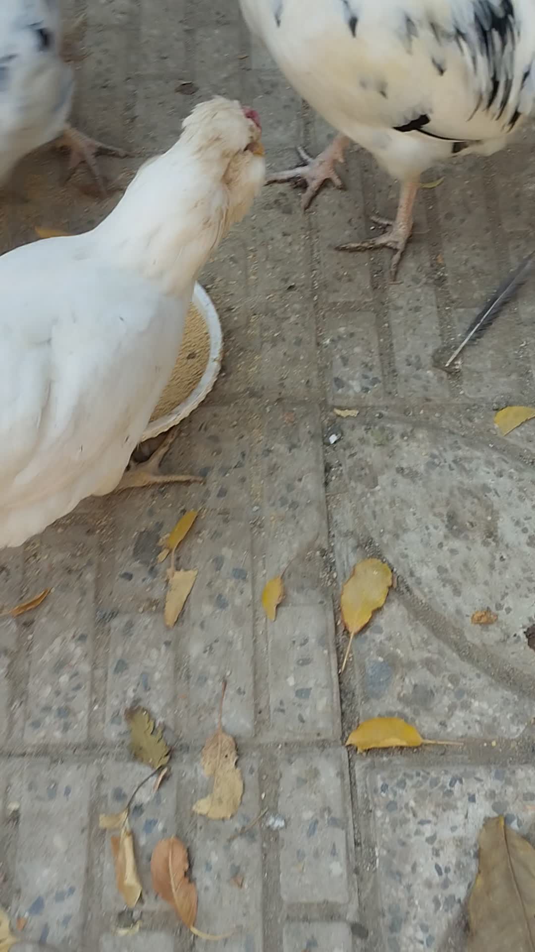 تخم مرغ نطفه دار گلین|حیوانات مزرعه|تویسرکان, |دیوار