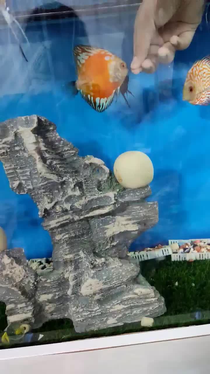 ماهی دیسکس وآنجل وکالر|ماهی|محمدشهر, محمدشهر|دیوار