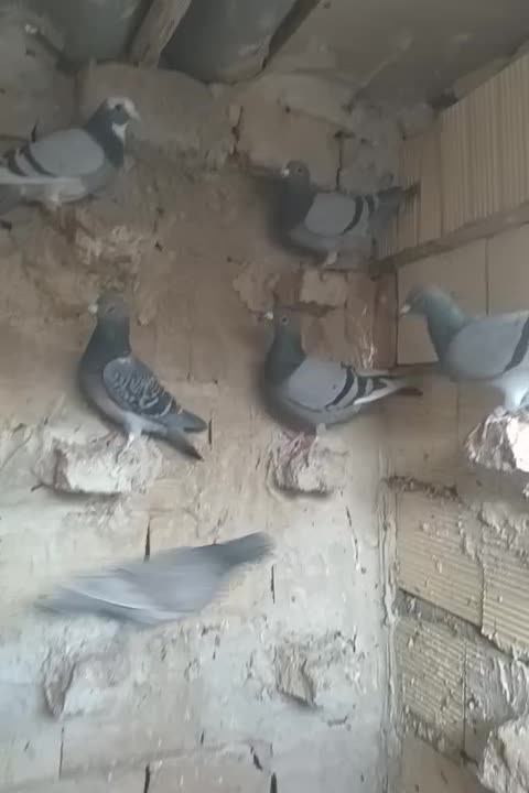 کبوتر مسافتی|پرنده|اهر, |دیوار