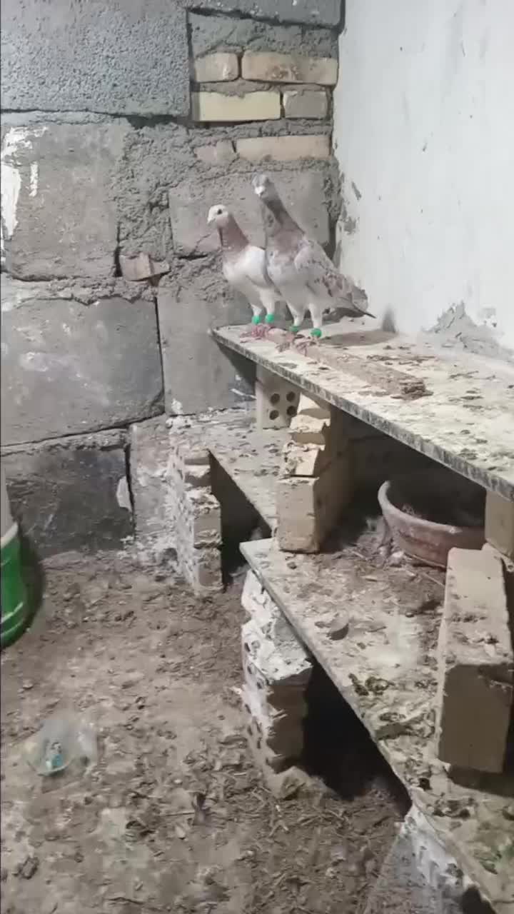 جفت کوهی|پرنده|حمیدیه, |دیوار