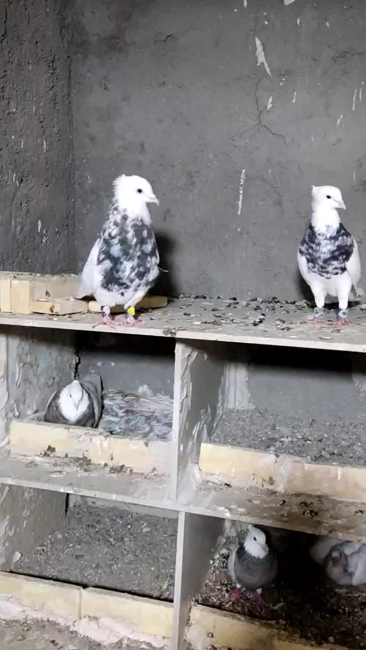 طوقی هفت رنگ عتیغه|پرنده|هامون, |دیوار