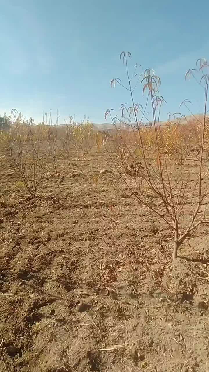 هرس تخصصی. چالکود.سمپاشی و امورات باغ|خدمات باغبانی و درختکاری|سنندج, |دیوار