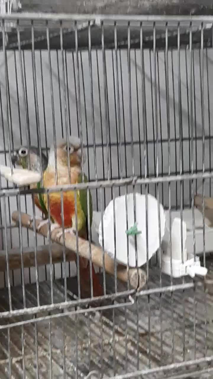 گرینچیک جفت مولد آناناسی ردویلوساید معاوضه باسنگال|پرنده|فردیس, منظریه|دیوار