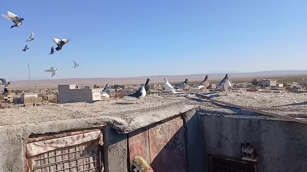 ۳۳ عدد پرشی|پرنده|عطاملک, |دیوار