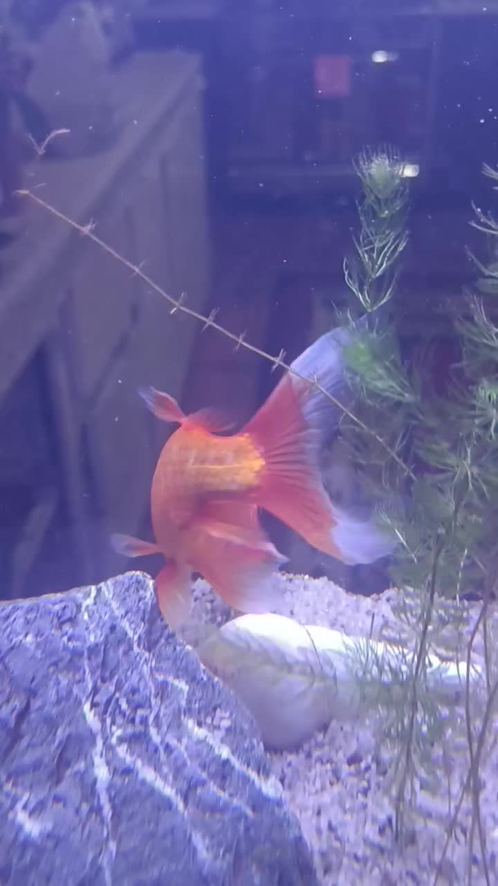 ماهی قرمز|ماهی|کرمان, |دیوار