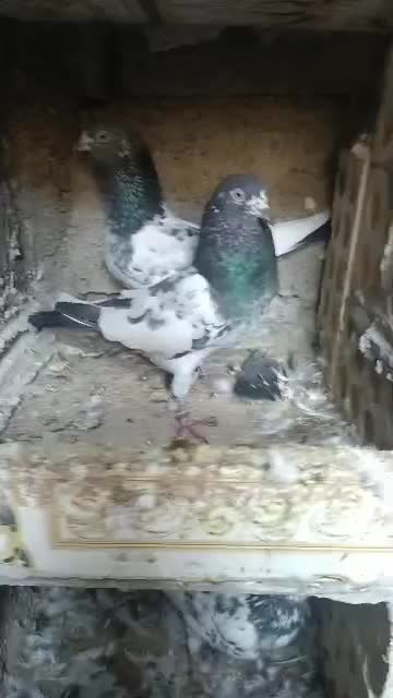 کبوتر فروشی|پرنده|چابهار, |دیوار