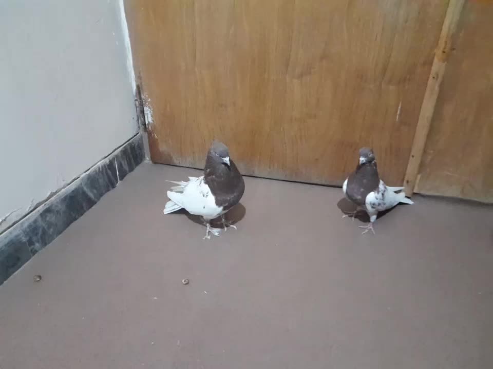 نر و ماده کله سرخ  و شوسیا|پرنده|دورود, |دیوار