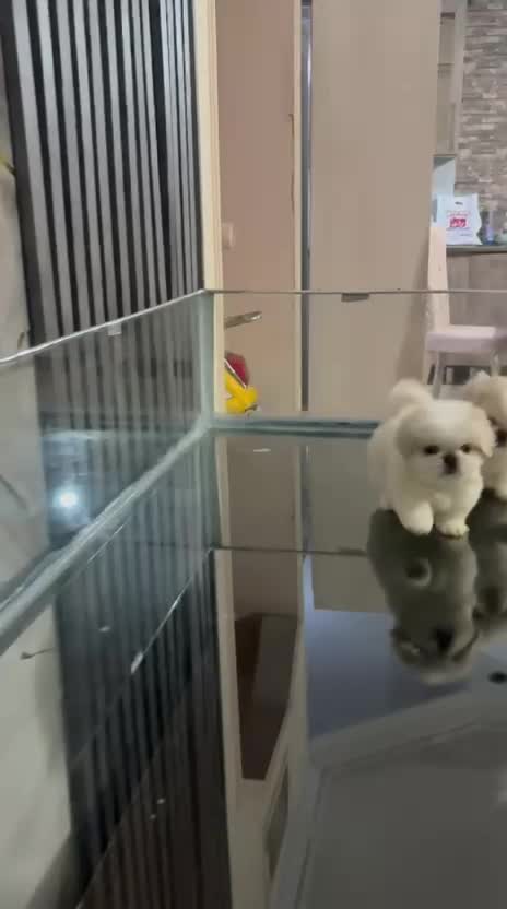 بهترین نژاد پکنیز‌امپریال عروسکی و نژاد دیگر|سگ|تهران, کوی بیمه|دیوار