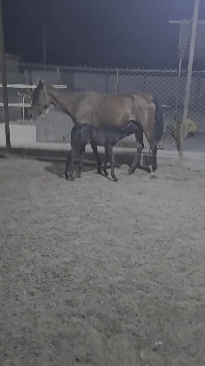 اسب مادیان آرام و سواری دار|اسب و تجهیزات اسب‌سواری|قرق, |دیوار