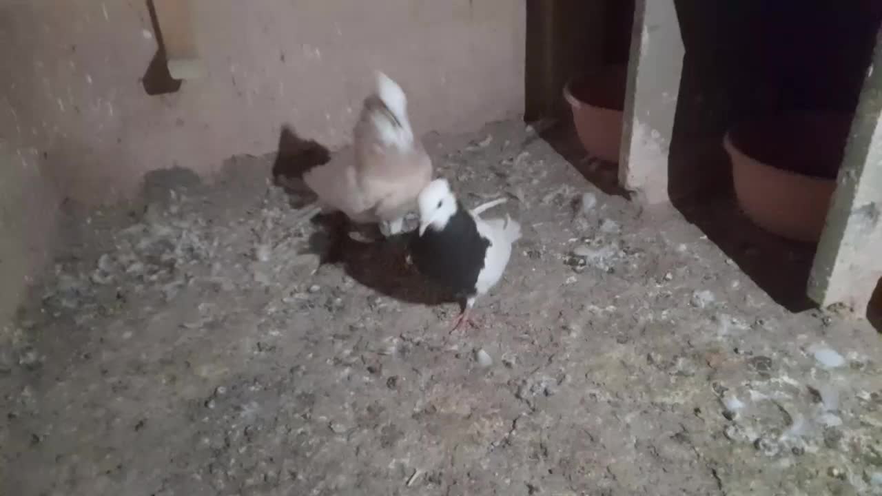 جوفتش باهم ۱۲۰۰ معاوضه هم دارم|پرنده|سبزوار, قائم|دیوار