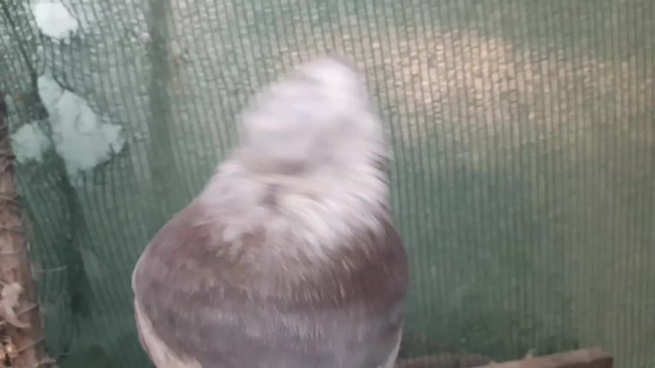 کبوتر کوتاه قنار|پرنده|شاهرود, |دیوار